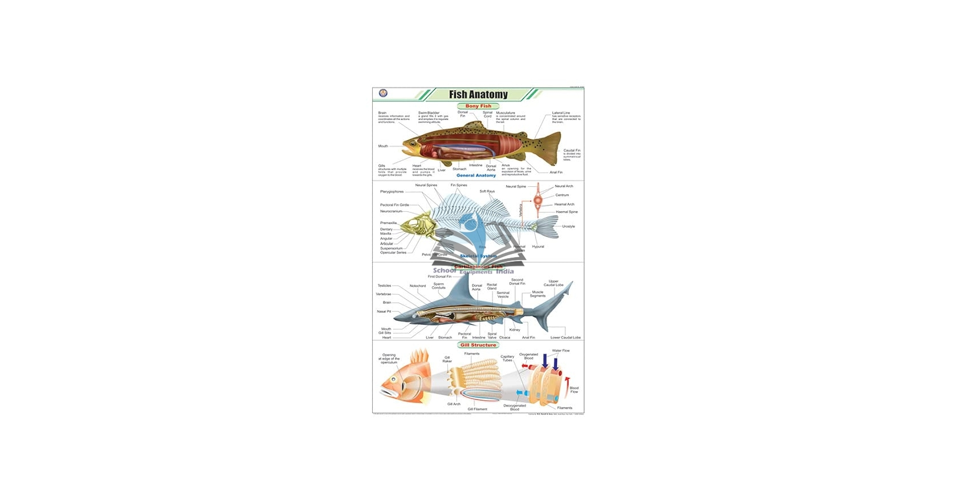 Fish Anatomy Chart